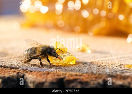 Piccolo pezzo di nido d'ape fresco con ape su ceppo di legno, primo piano Foto Stock