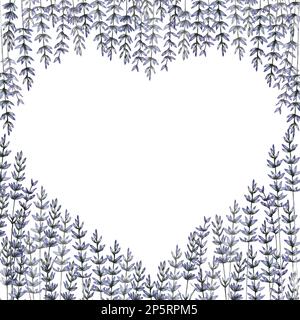 bella cornice di fiori di lavanda Foto Stock