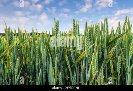 dettaglio campo di grano verde Foto Stock