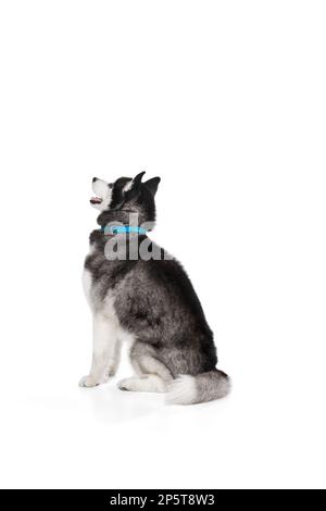 Studio shot di occhio blu bellissimo cucciolo curato di cane Husky seduto la sua schiena alla macchina fotografica isolato su sfondo bianco. Foto Stock