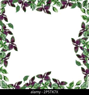 Eco cornice di foglie di basilico. Illustrazione acquerello Foto Stock