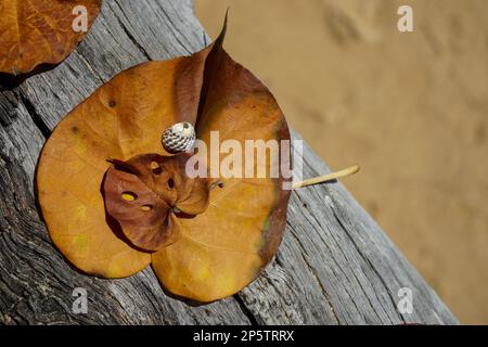 Due foglie native di ibisco caduto e una conchiglia sistemata su un ceppo di legno a Morwong Beach, Coochiemudlo Island, Queensland, Australia Foto Stock