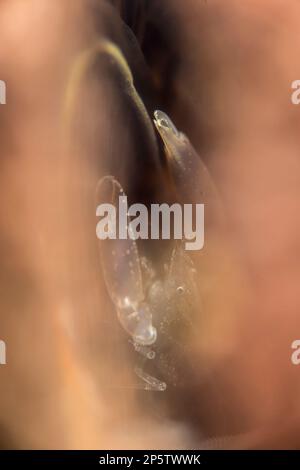 PONTONIA PINNOPHYLAX, GAMBERETTO DELLE MACCHINE. Porto ferro N Sardegna Foto Stock