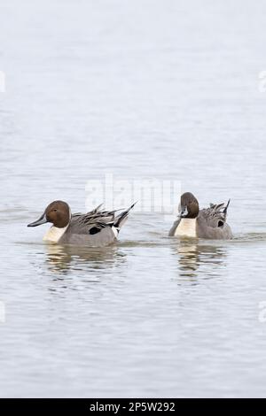 Pintail (Anas acuta) Two drake Feeding Cley Marshes Norfolk UK GB Marzo 2023 Foto Stock