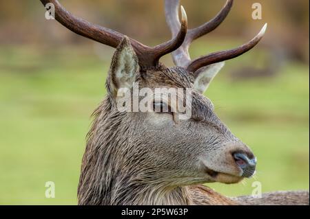 Cervo rosso (cervus elaphus) Foto Stock