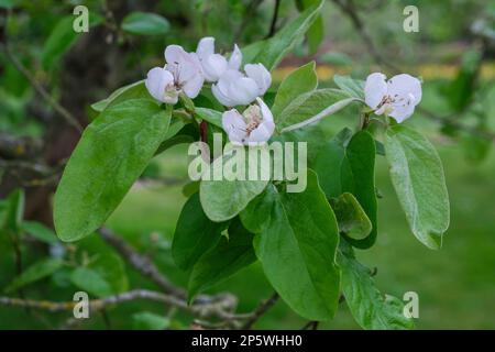 Cydonia oblonga Meech's prolifico, quince Meech's prolifico, fiore bianco all'inizio della primavera Foto Stock