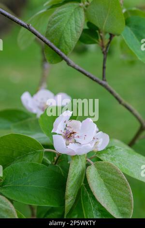 Cydonia oblonga Meech's prolifico, quince Meech's prolifico, fiore bianco all'inizio della primavera Foto Stock