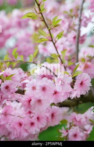 Ballerina rosa Prunus, Ballerina rosa ciliegia, fiori di colore rosa Foto Stock