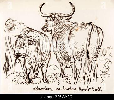 Aberdeen Ox and Shorthorned Bull, James Howe (Stirling, Scozia, 1780 - 1839) 1825-1839 Foto Stock