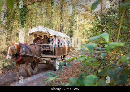 Trasporto turistico in Fageda d'en Jordà,Garrotxa Parco naturale,la provincia di Girona. La Catalogna. Spagna Foto Stock