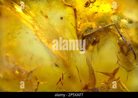 Formica preistorica conservata in ambra Baltico - dalla Lituania Foto Stock
