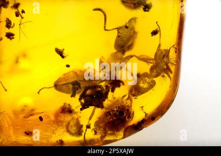 Formica preistorica conservata in ambra Baltico - dalla Lituania Foto Stock