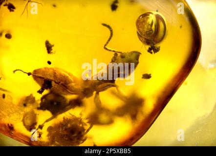 Formica preistorica conservata in ambra Baltico - dalla Lituania Foto Stock