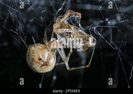 Ragno della casa, ragno della casa comune americana, ragno della casa americana comune, ragno domestico (Parasteatoda tepidariorum, Achaearanea tepidariorum), Foto Stock