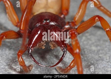 Woodlouse Spider (Dydera crocata, Dydera rubicunda), testa con chelicera, Germania Foto Stock