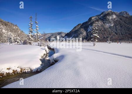 Ettaler Weidmoos in inverno, Germania, Baviera, Ammergauer Alpen Foto Stock