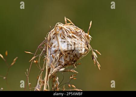 Ragno da caccia a due razze, ragno in sacco (Cheiracanthium erraticum), tessitura, Germania Foto Stock