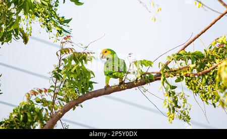 Un pappagallo dai colori vivaci è appollaiato sul ramo di un albero, guardando a sinistra Foto Stock