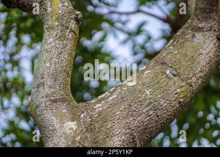 Tronco di mango a Y ramificato con foglie verdi sfocate Foto Stock