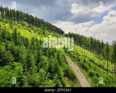 Foresta alle montagne Beskids in estate. Vista dall'alto sul sentiero di montagna dalla seggiovia al monte Skrzyczne a Szczyrk, Polonia. Foto Stock