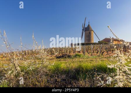 Vigneti primaverili con mulino a vento Chenas a Beaujolais, Borgogna, Francia Foto Stock