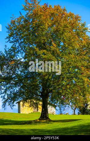 Albero e Casa sul campo con Vista montagna in autunno in Lombardia. Foto Stock