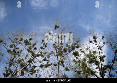 Fila di alberi con palle di vischio contro il cielo blu Foto Stock