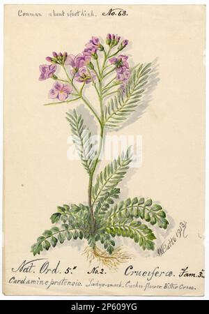 Ladys-smock, Cuckoo-flower, amaro (Cardamine pratensis), William Catto (Aberdeen, Scozia, 1843 - 1927) 1913 Foto Stock