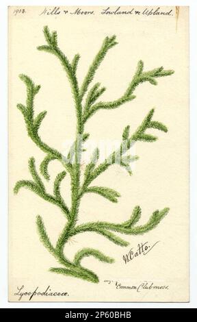 Muschio comune (licopodium clavatum), William Catto (Aberdeen, Scozia, 1843 - 1927) 1903 Foto Stock