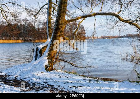 Albero solitario vicino al lago in primavera, Voivodato Warmian-Masurian Foto Stock