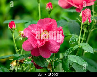 Rosa francese, Rosa gallica, primo piano di fiori in giardino, Paesi Bassi Foto Stock