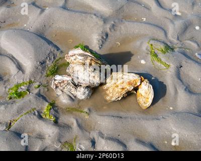 Ostriche giapponesi o del Pacifico, Magallana gigas, e alcune lattughe marine sulla sabbia alla bassa marea di Waddensea, Paesi Bassi Foto Stock
