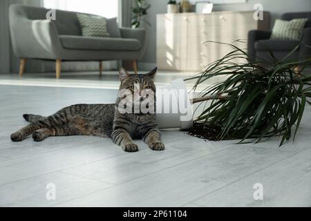 Gatto malizioso vicino casa rovesciata pianta sul pavimento interno Foto Stock
