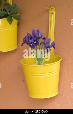 fiori viola in secchio giallo parete contenitore nana iris reticulata Foto Stock