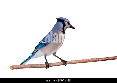 Profilo di un bluejay arroccato su un ramo. Sfondo mhite Foto Stock