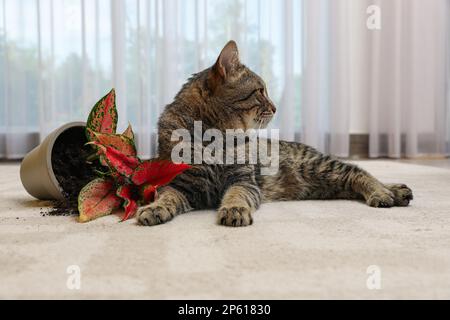 Gatto malizioso vicino casa rovesciata pianta su tappeto interno Foto Stock