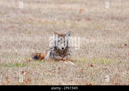 Una coyote che si adagia in una prateria aperta guardando la fotocamera. Foto Stock