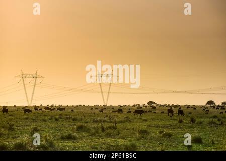 Bestiame nella campagna argentina, Provincia di la Pampa, Patagonia , Argentina. Foto Stock