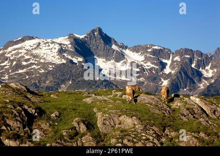 Le mucche in Plan de Beret,Valle de Arán,Pirenei, provincia di Lleida, Catalogna, Spagna. Foto Stock