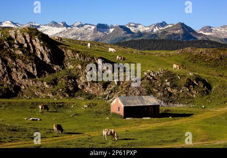 Le mucche in Plan de Beret,Valle de Arán,Pirenei, provincia di Lleida, Catalogna, Spagna. Foto Stock