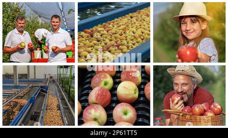 La bambina ed il suo padre mangiano le mele in un frutteto. Agricoltura biologica e produzione alimentare sana. Interno della pianta di lavorazione della frutta. Foto Stock