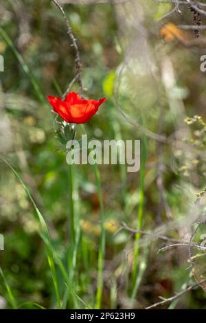 Anemone rosso selvatico fiori tra erba verde primo piano Foto Stock