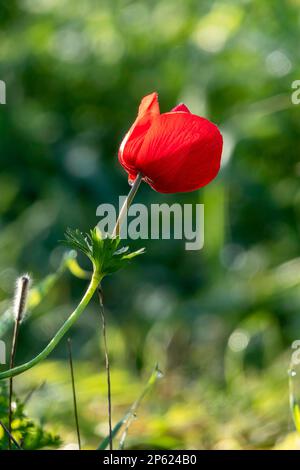 Anemone rosso selvatico fiori tra erba verde primo piano Foto Stock