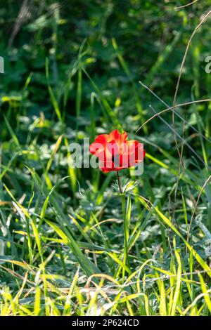 Anemone rosso selvatico fiori tra erba verde primo piano Foto Stock