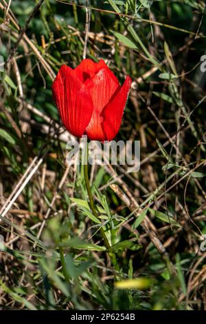 Anemone rosso selvatico fiori tra erba verde primo piano Foto Stock