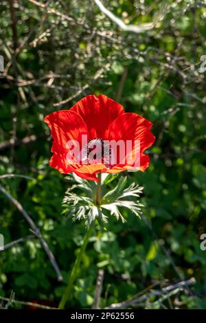 Anemone rosso selvatico fiori tra erba verde primo piano Foto Stock