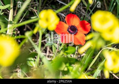 Anemone rosso selvatico fiori tra erba verde primo piano Foto Stock