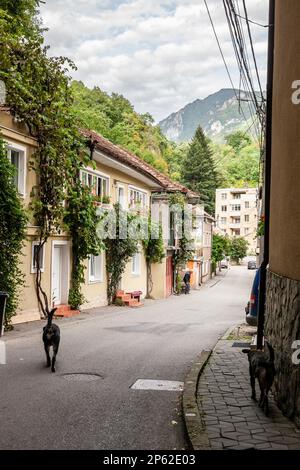 Immagine di un cane randagio che cammina in una tipica strada rurale della Romania in Baile Herculane. Foto Stock