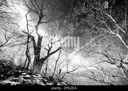 Un'immagine infrarossa in bianco e nero di alcuni alberi dormienti contro un cielo a contrasto in una tarda mattinata invernale. L'immagine evoca il caos e i pensieri ramificati. Foto Stock