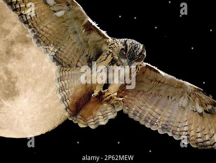 Gufo di aquila e composito di luna piena. Foto Stock